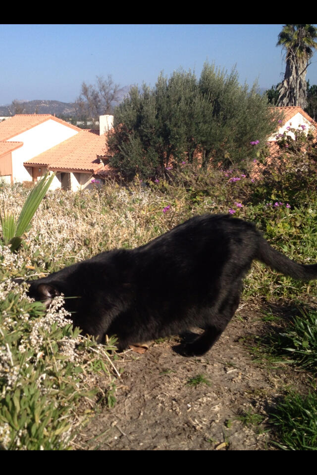 Riley Steele, Cat, Kitten, Mrblack, Kitty, Black Cat, Riles Cat, Mr Black, =)