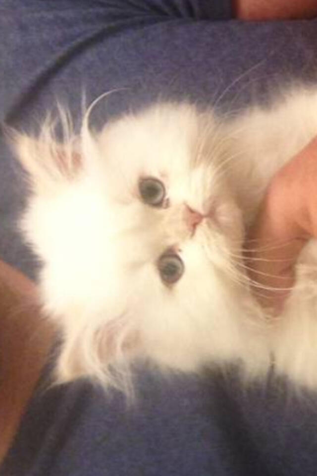 Riley Steele, Cat, Kitten, Kitty, Cute Cat, Mr White, White Cat, Fluffy