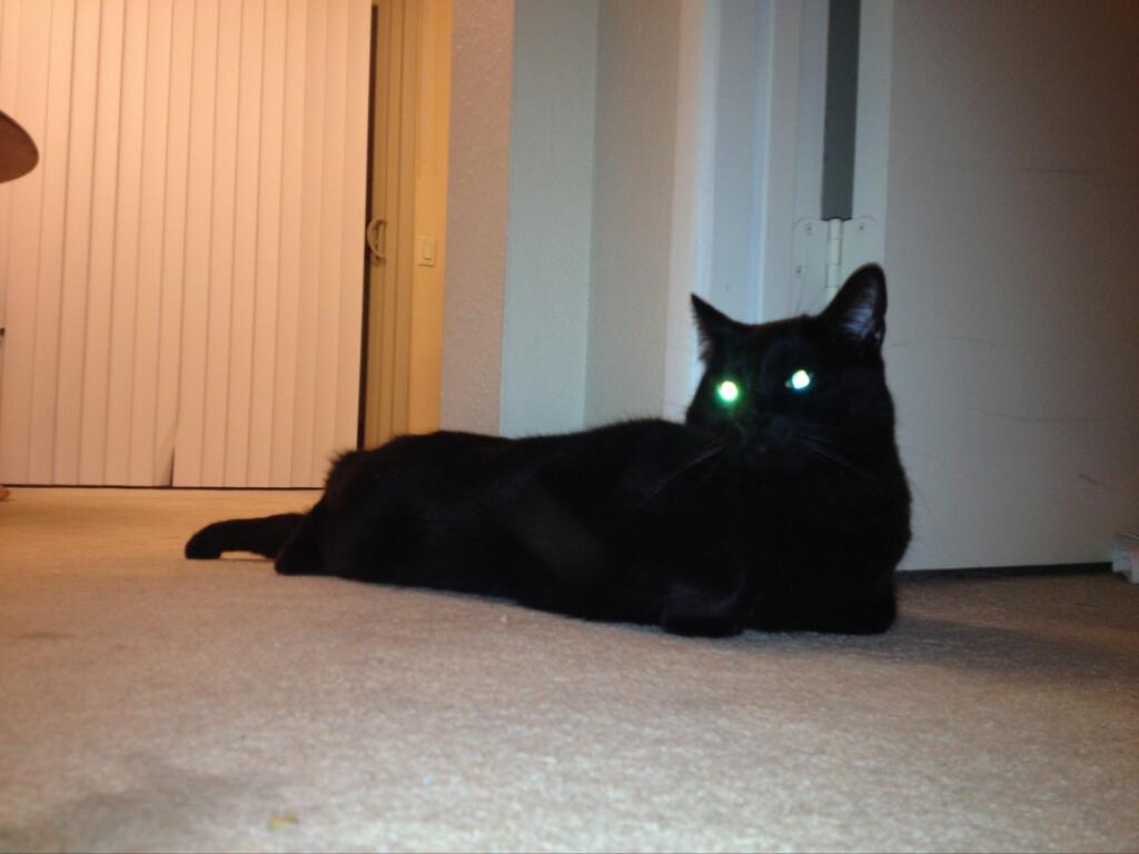 Riley Steele, Cat, Kitten, Eyes, Home, Floor, Mrblack, Kitty, Black Cat, Home Pet