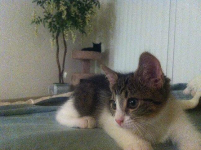 Riley Steele, Cat, Kitten, Home, Mrblack, Littles, Kitty, Day, Cats, Relaxing, Finkitten, Daylight