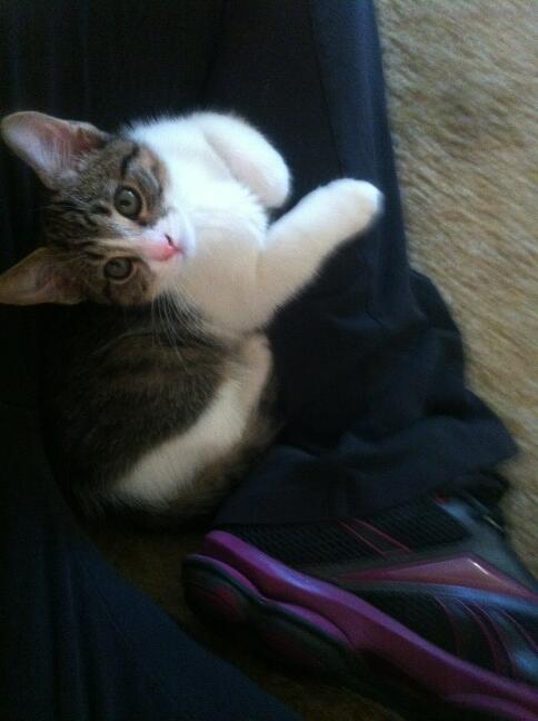 Riley Steele, Cat, Kitten, Littles, Kitty, Day, Cats