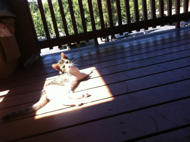 Riley Steele, Cat, Kitten, Kitty, Cats, Pet, Riley Pets, Sun Lights