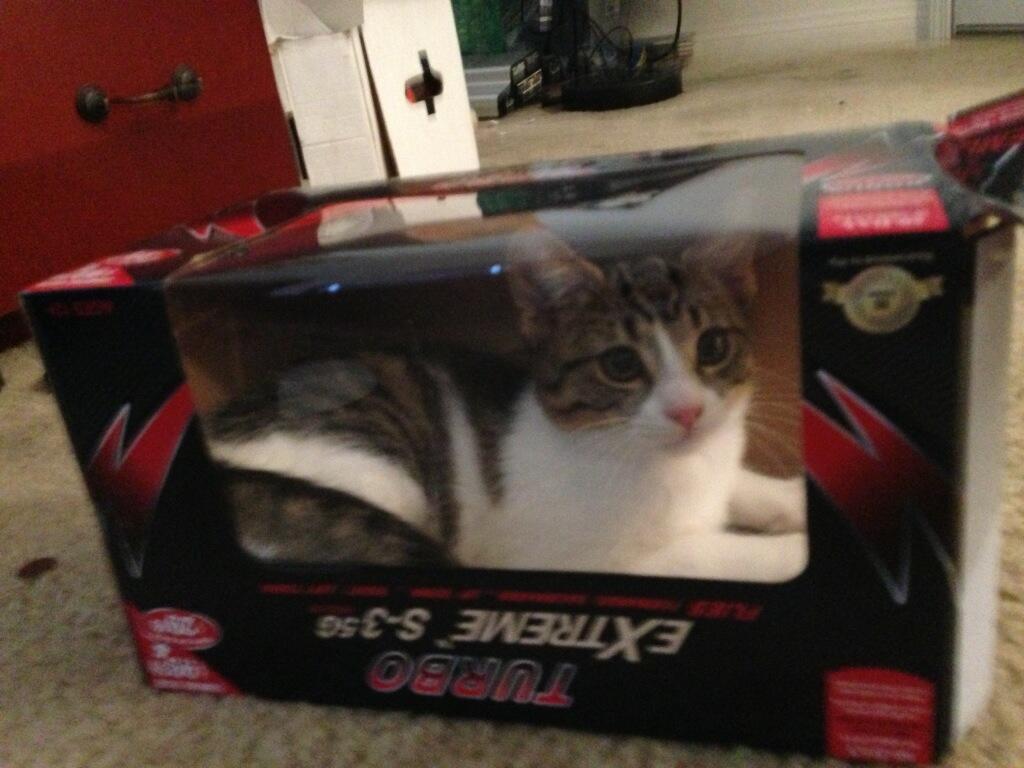 Riley Steele, Cat, Kitten, Home, Cute, Littles, Box, Kitty, In The Box