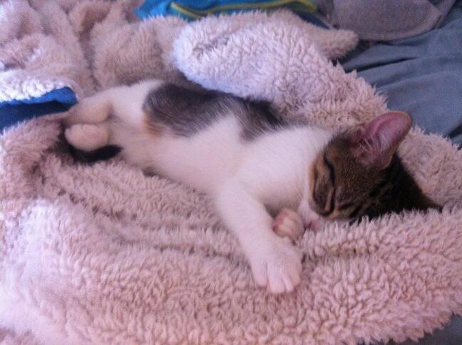 Riley Steele, Cat, Kitten, Littles, Kitty, Fluffy, Rileys Pet