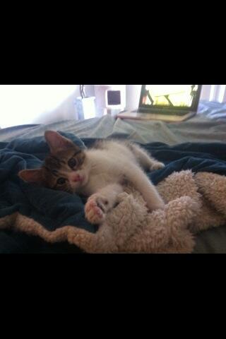 Riley Steele, Cat, Kitten, Bed, Littles, Kitty, Day