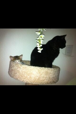 Riley Steele, Cat, Kitten, Mrblack, Kitty, Pets, Littlescats