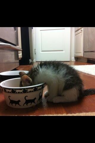 Riley Steele, Cat, Kitten, Night, Littles, Kitty, Nom Nom