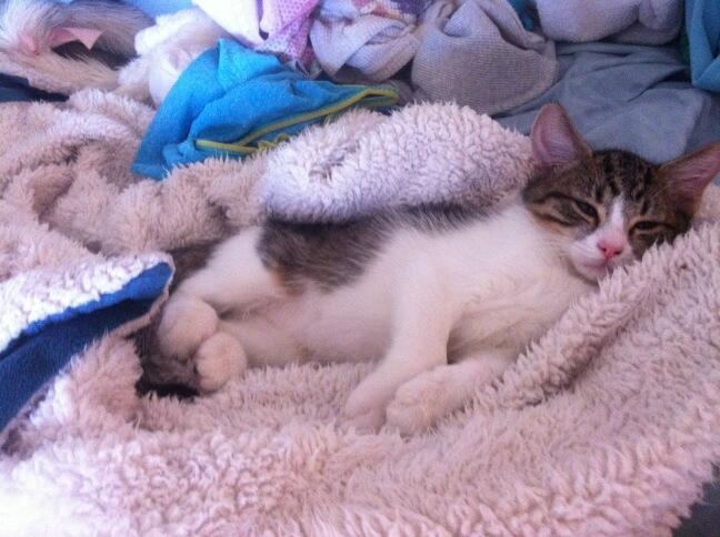 Riley Steele, Cat, Kitten, Bed, Littles, Kitty, Day