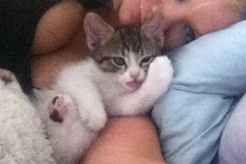 Riley Steele, Cat, Kitten, Eyes, Cute, Littles, Kitty, Cats