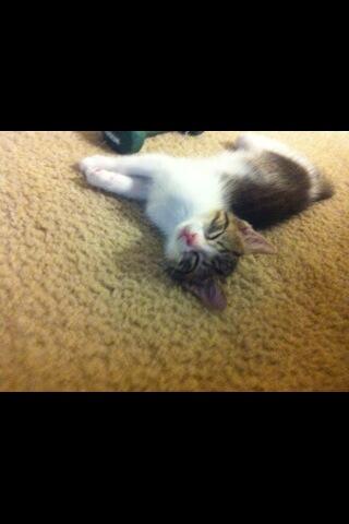 Riley Steele, Cat, Kitten, Floor, Cute, Littles, Kitty, Cats
