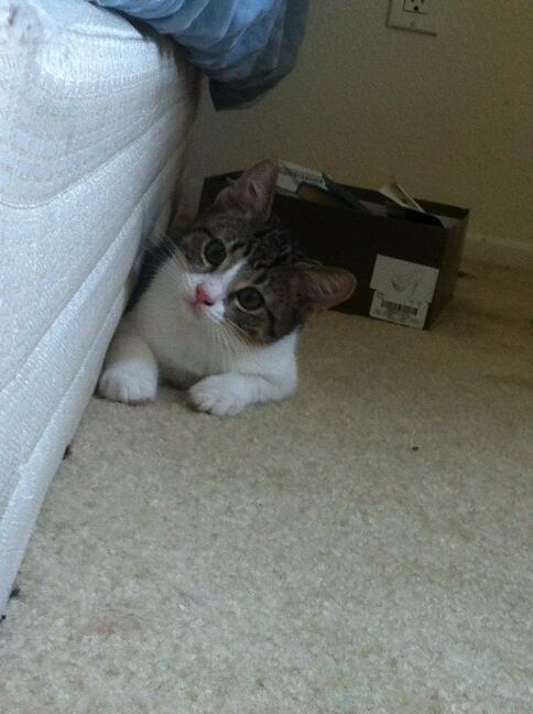 Riley Steele, Cat, Kitten, Floor, Cute, Littles, Kitty, Cats