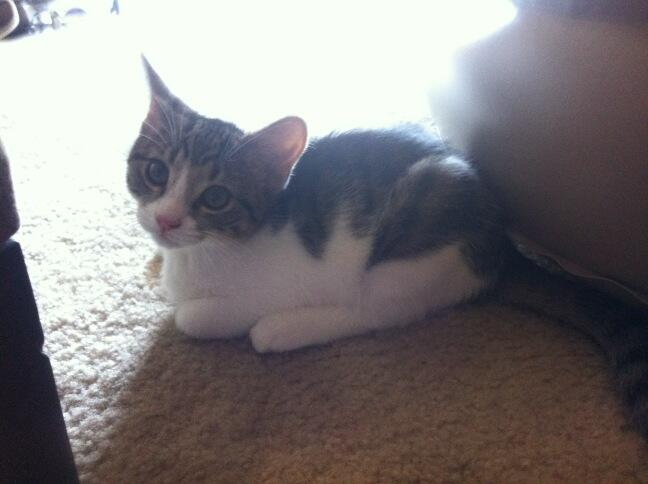 Riley Steele, Cat, Kitten, Floor, Cute, Littles, Kitty, Cats