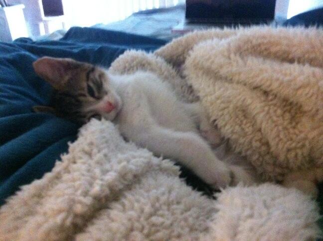 Riley Steele, Cat, Kitten, Bed, Cute, Littles, Kitty, Cats