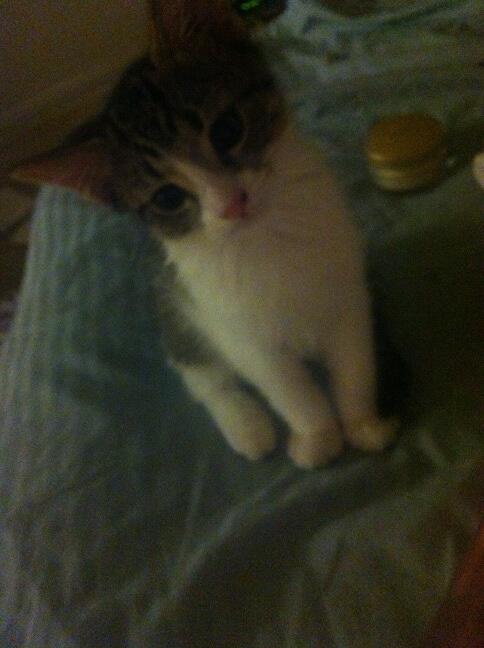 Riley Steele, Cat, Kitten, Bed, Cute, Littles, Kitty, Cats