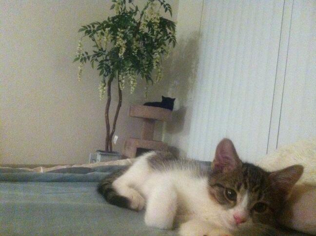 Riley Steele, Selfpic, Selfshot, Selfie, Cat, Kitten, Bed, Cute, Littles, Kitty, Cats