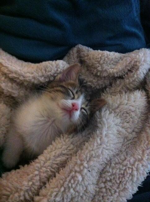 Riley Steele, Cat, Kitten, Bed, Cute, Littles, Kitty, Cats, Fluffy