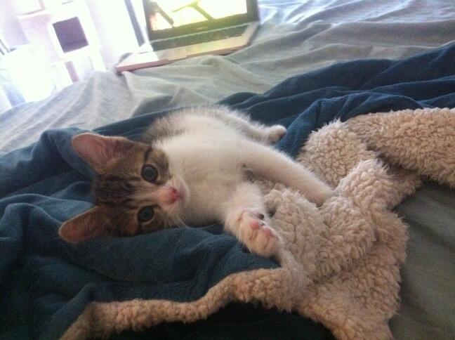 Riley Steele, Selfpic, Selfshot, Selfie, Cat, Kitten, Bed, Cute, Littles, Kitty, Cats, Fluffy