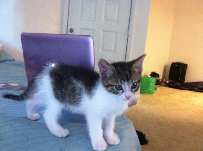 Riley Steele, Cat, Kitten, Bed, Cute, Littles, Kitty, Cats, Fluffy