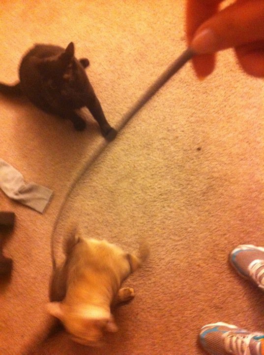 Riley Steele, Selfpic, Selfshot, Selfie, Kitten, Home, Floor, Mrblack, Mrgrey, Cats, Dumbbells, Plays