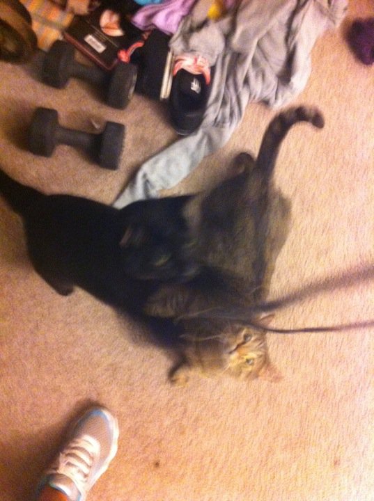 Riley Steele, Cat, Kitten, Home, Floor, Mrblack, Mrgrey, Kitty, Cats, Dumbbells