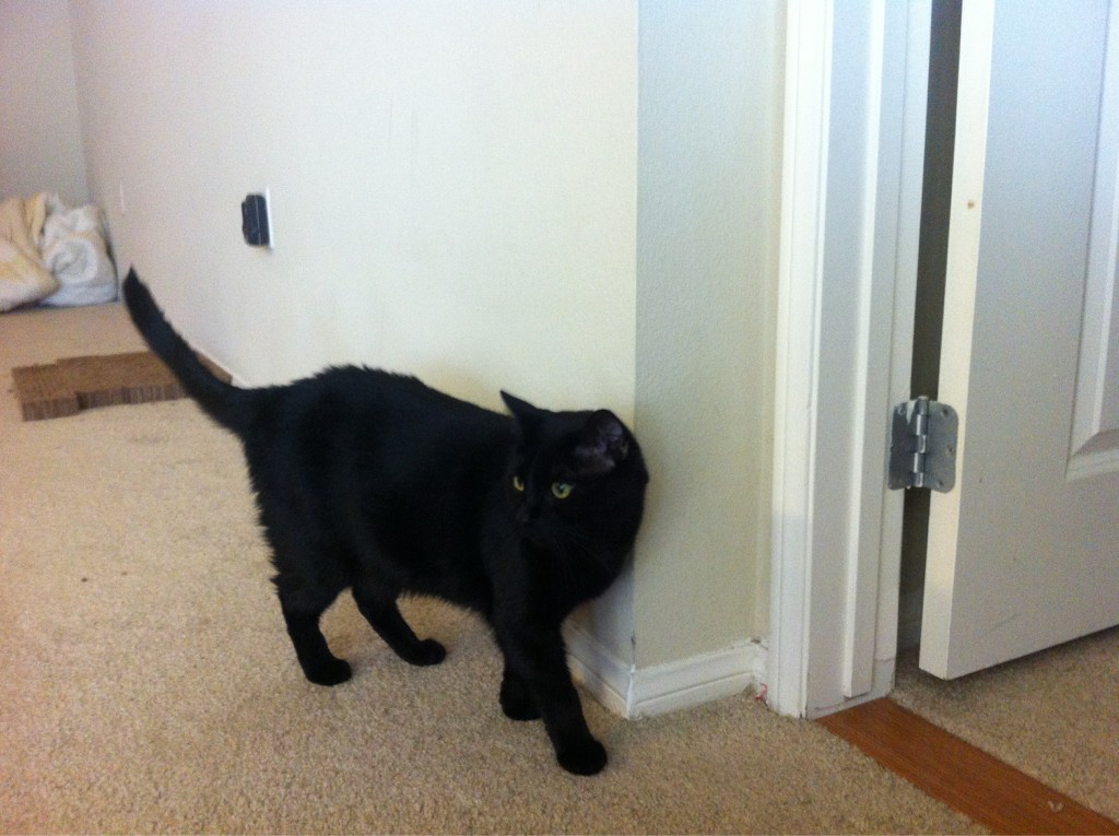 Riley Steele, Selfpic, Selfshot, Selfie, Cat, Home, Floor, Mrblack, Kitty, Pet