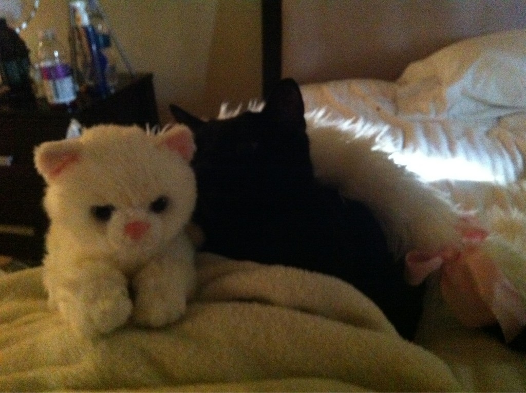 Riley Steele, Selfpic, Selfshot, Selfie, Cat, Home, Bed, Mrblack, Morning, Kitty, Gg, Fluffy