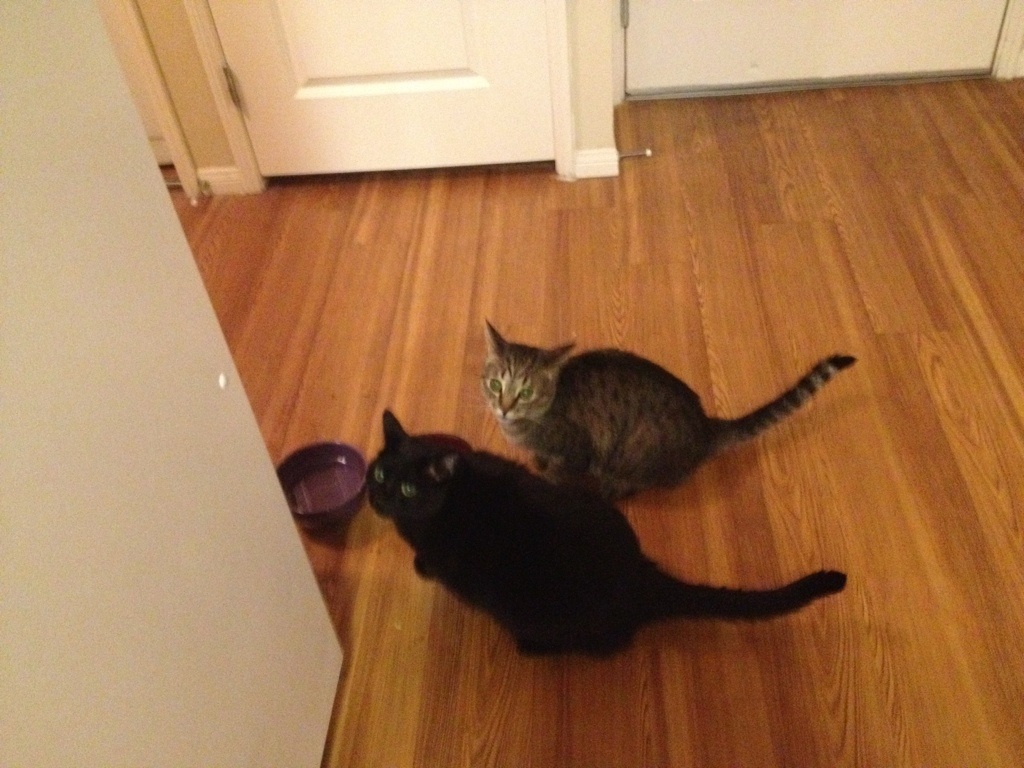 Riley Steele, Cat, Kitten, Floor, Mrblack, Kitty, Day, Mrgray, Cats, Pets