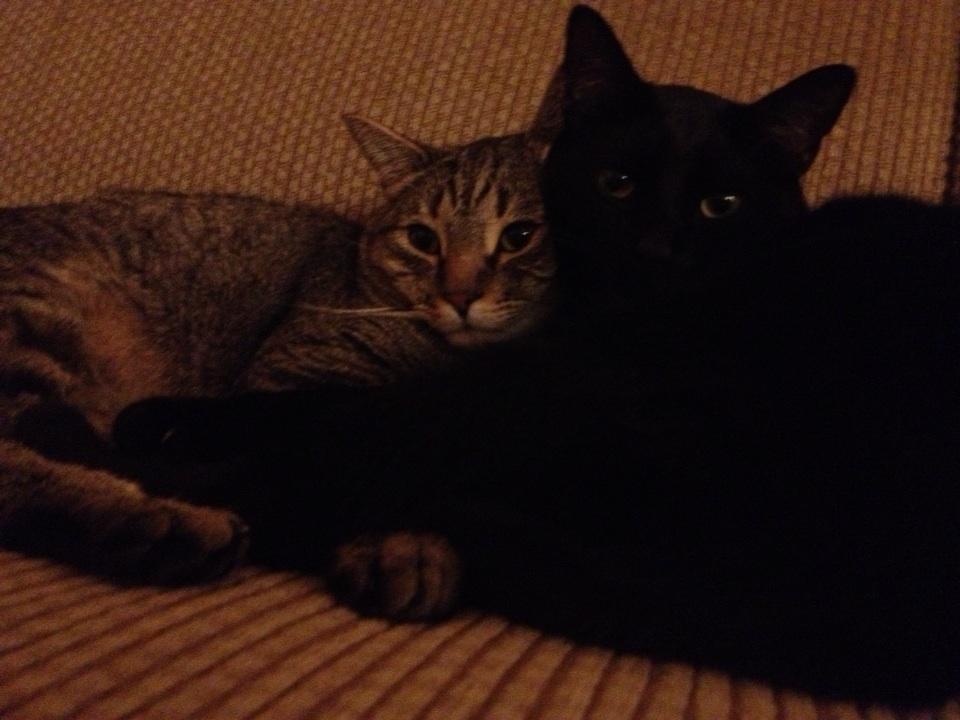 Riley Steele, Cat, Kitten, Mrblack, Cute, Kitty, On Sofa, Mrgray, Cats, Pets, Cutie