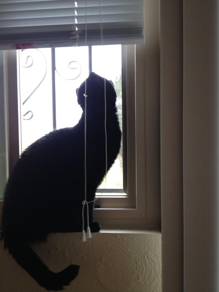 Riley Steele, Selfpic, Selfshot, Selfie, Cat, Mrblack, Cute, Window, Kitty