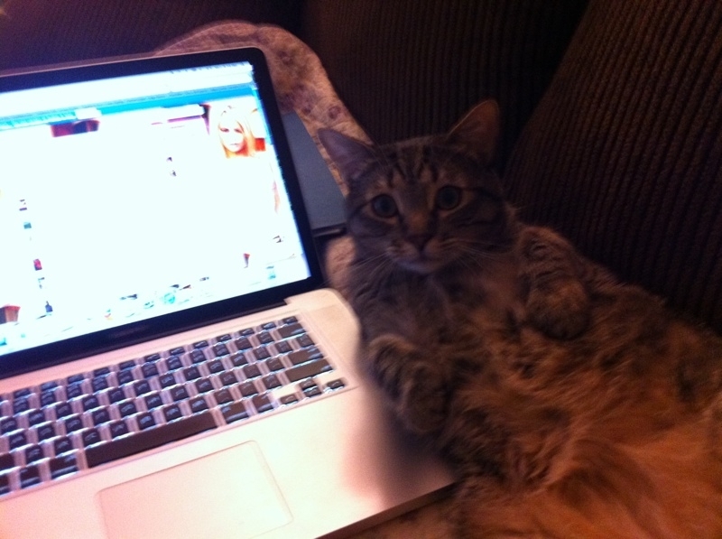 Riley Steele, Cat, Kitten, Cute, Kitty, Mrgray, Notebook, Pet