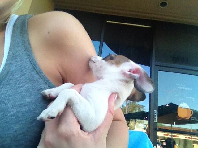 Riley Steele, Selfpic, Selfshot, Selfie, Dog, Cute, Street, Gg, Chihuahua, Shoulder, Minidog