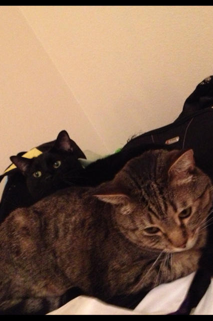 Riley Steele, Selfpic, Selfshot, Selfie, Cat, Home, Mrblack, Mrgray, Cats, Pets, Two Cat