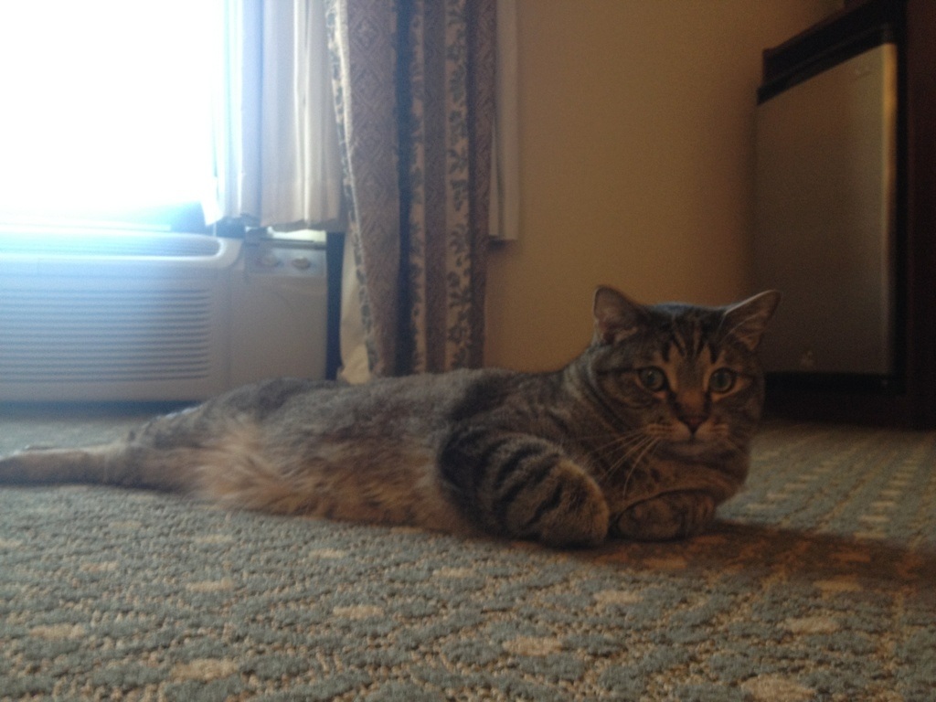 Riley Steele, Cat, Kitten, Home, Kitty, Mrgray, Cats, Pets, Two Cat