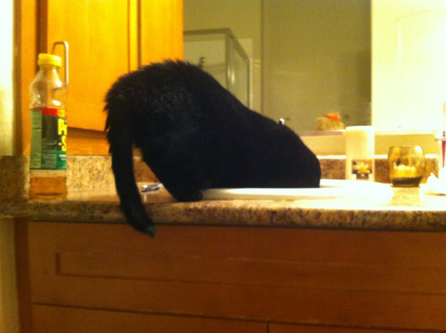 Riley Steele, Cat, Kitten, Home, Mrblack, Night, Bathroom, Kitty