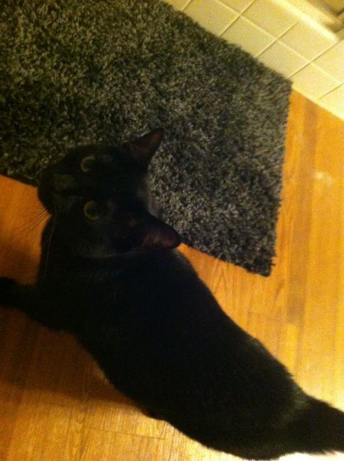 Riley Steele, Cat, Kitten, Mrblack, Kitty, Pet, Black Cat