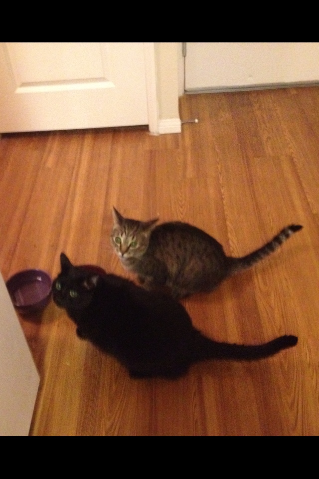 Riley Steele, Cat, Kitten, Mrblack, Kitty, Mrgray, Pets, Home Pets