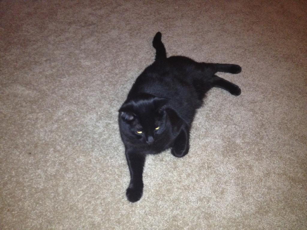 Riley Steele, Cat, Kitten, Floor, Mrblack, Kitty, Pet, Home Cat