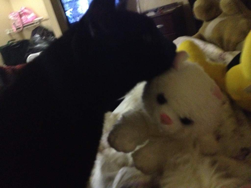 Riley Steele, Cat, Kitten, Mrblack, Cute, Kitty, Day, Fluffy