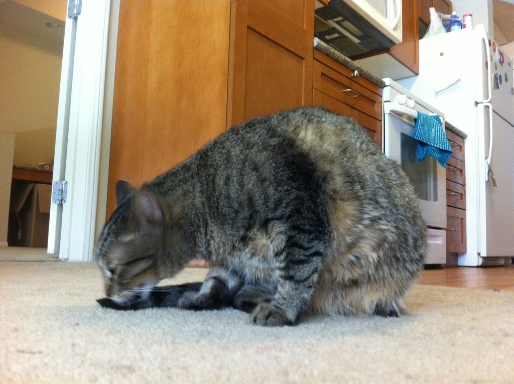 Riley Steele, Cat, Kitten, Floor, Kitty, Mrgray