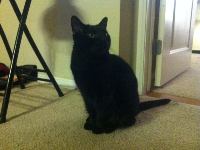 Riley Steele, Cat, Kitten, Mrblack, Kitty, Pet, Black Cat