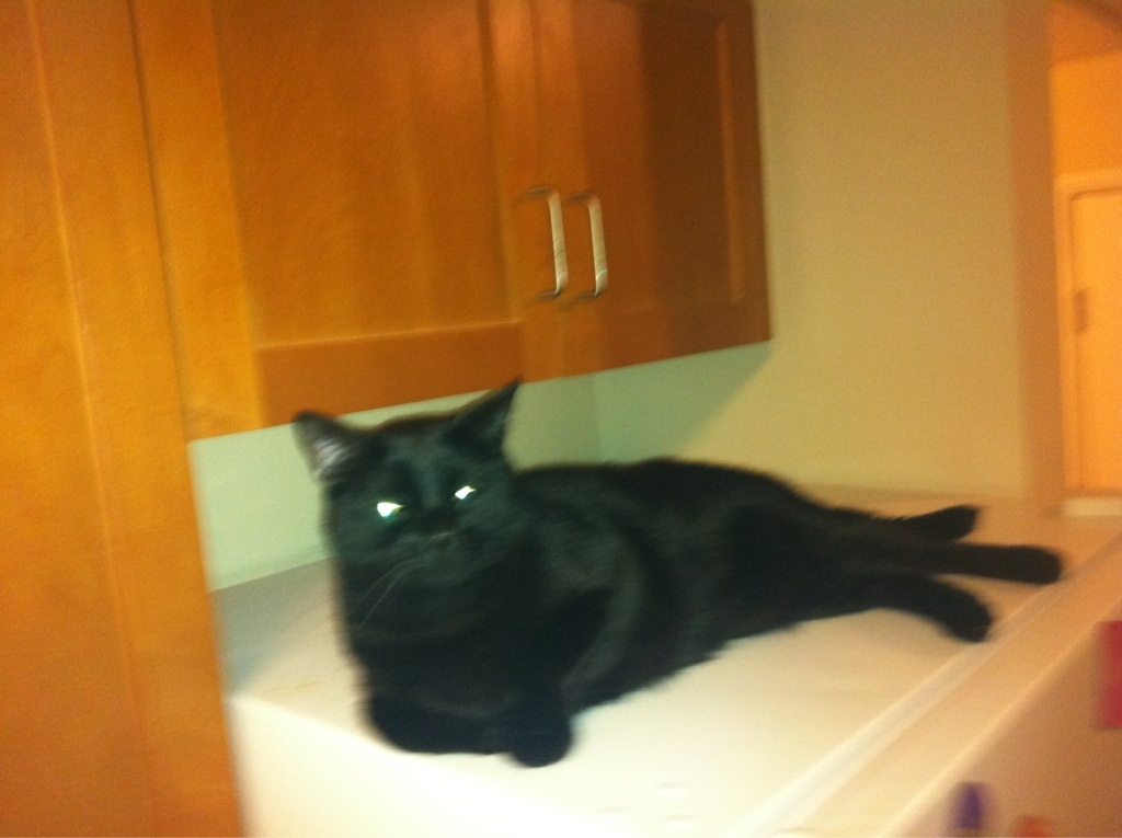 Riley Steele, Cat, Kitten, Mrblack, Kitty, Cats