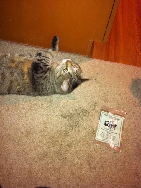 Riley Steele, Cat, Kitten, Floor, Cute, Kitty, Mrgray, Pet, On The Floor