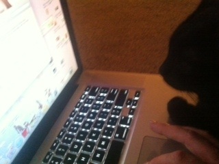 Riley Steele, Cat, Kitten, Mrblack, Kitty, Notebook