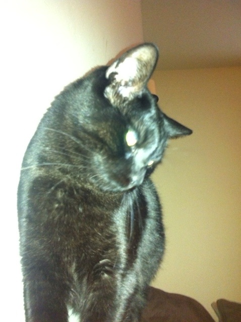 Riley Steele, Selfpic, Selfshot, Selfie, Cat, Kitten, Mrblack, Black, Kitty, Cats, Pet