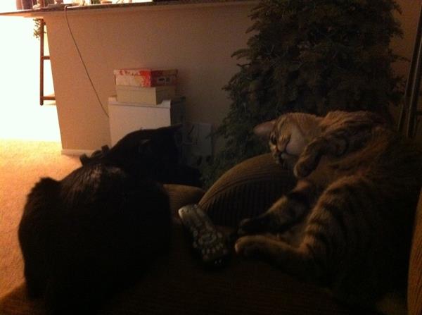 Riley Steele, Cat, Kitten, Mrblack, Kitty, Mrgray, Kittys, Pets
