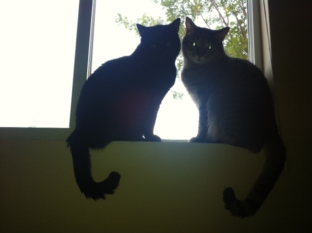 Riley Steele, Selfpic, Selfshot, Selfie, Mrblack, Mrgray, Cats, Pets, Cutes, Home Pets, On The Window, Animals