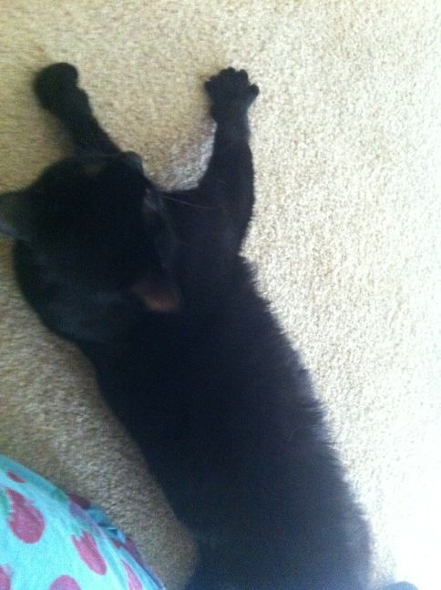 Riley Steele, Selfpic, Selfshot, Selfie, Cat, Kitten, Mrblack, Cute, Cats, Pet, Pets