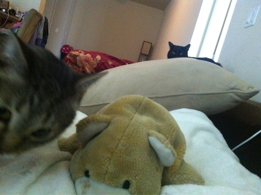 Riley Steele, Cat, Kitten, Find Kitten, Kitty, Cats, Cushion