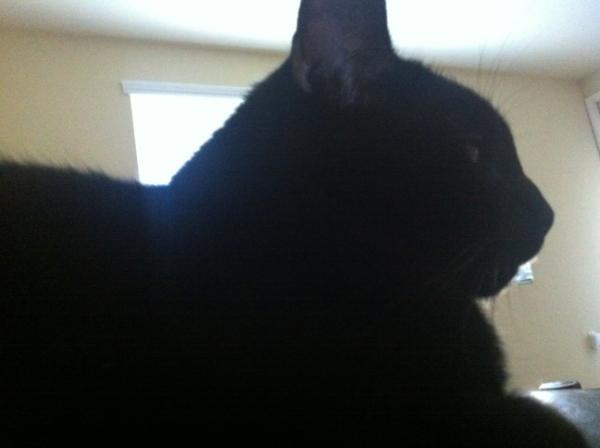 Riley Steele, Cat, Kitten, Mrblack, Kitty, Pet, Black Cat