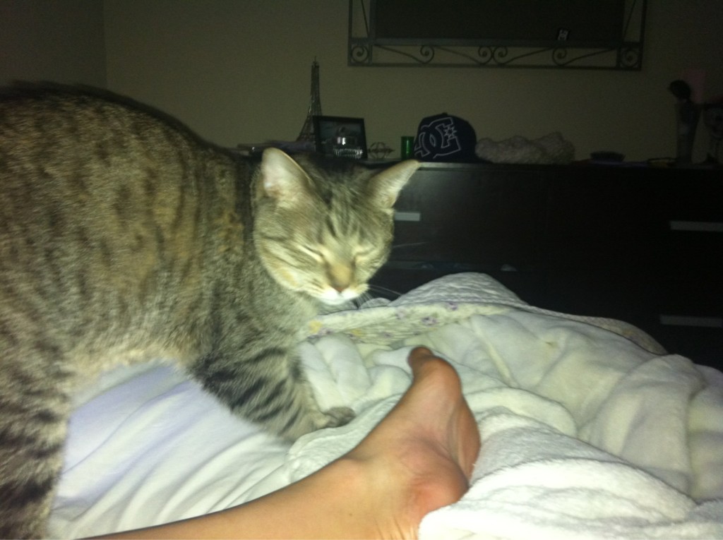 Riley Steele, Cat, Kitten, Bed, Leg, Kitty, Foot, Mrgray